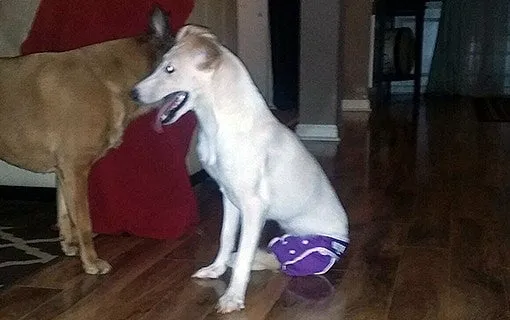 Washable Wonders™ Dog Amputee Diapers (Female) With Tail Hole